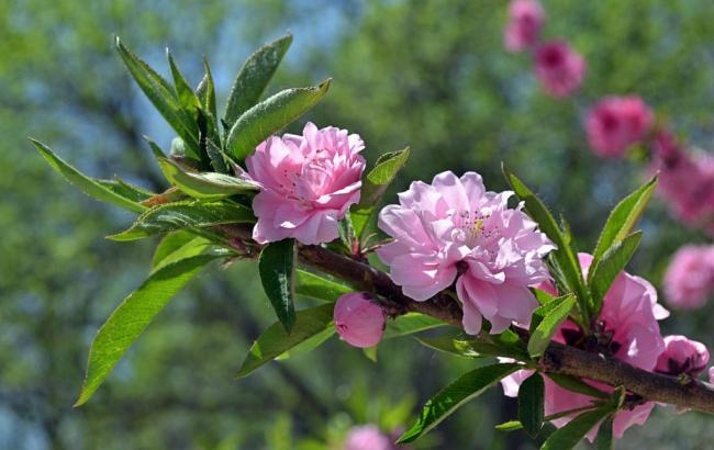 菠菜发布网论坛(菠菜发布信息网)